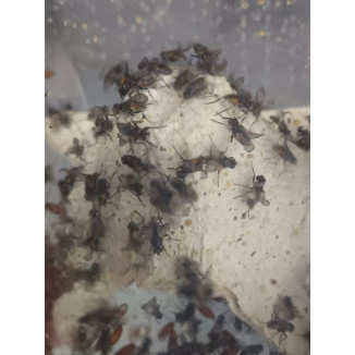 Mosca ala rizada