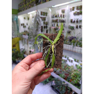 Comparettia macroplectum