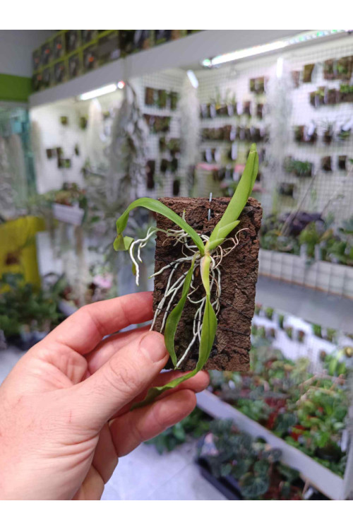 Comparettia macroplectum