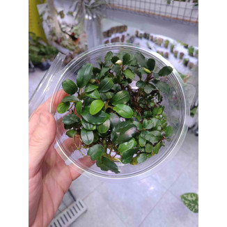 Bucephalandra mix tarrina XL