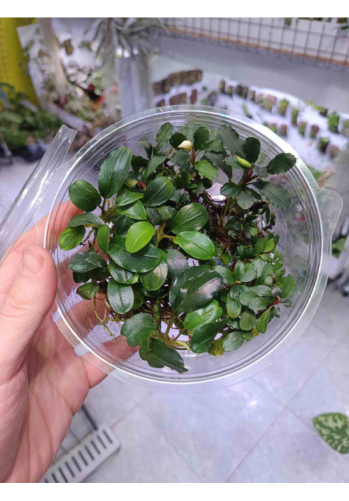 Bucephalandra mix tarrina XL