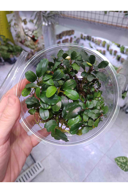 Bucephalandra mix tarrina XL