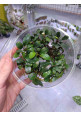 Bucephalandra mix tarrina XL