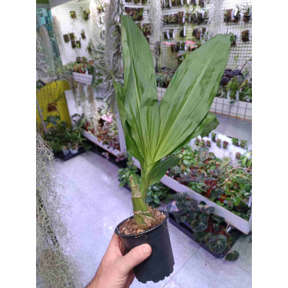 Eulophia euglosa x guinensis