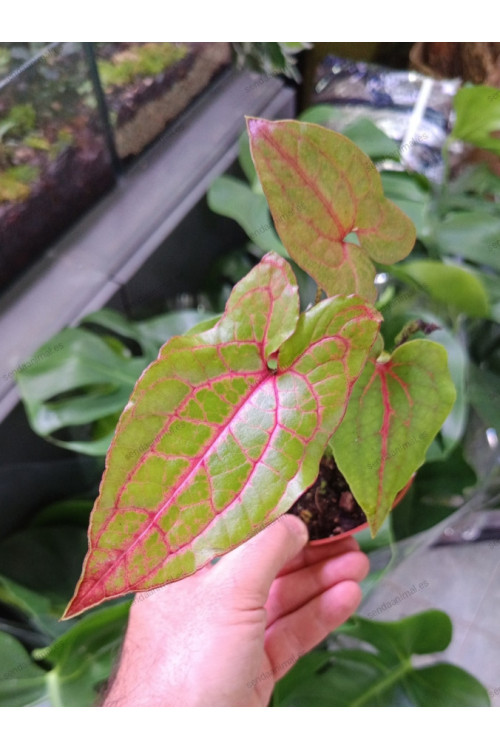 Cyrtosperma Johnstonii