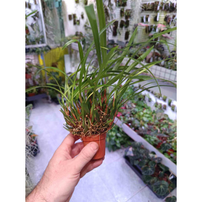 Maxillaria variabilis mini x mini