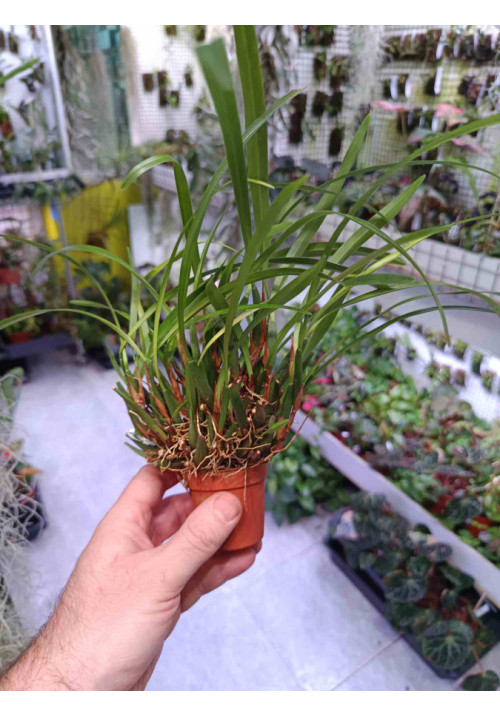 Maxillaria variabilis mini x mini