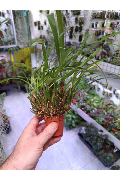 Maxillaria variabilis mini x mini