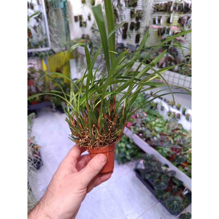 Maxillaria variabilis mini x mini