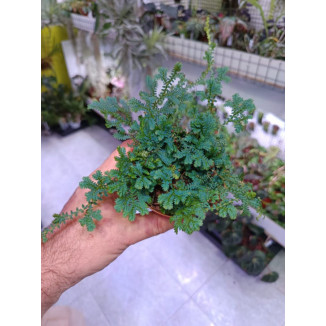 Selaginella uncinata