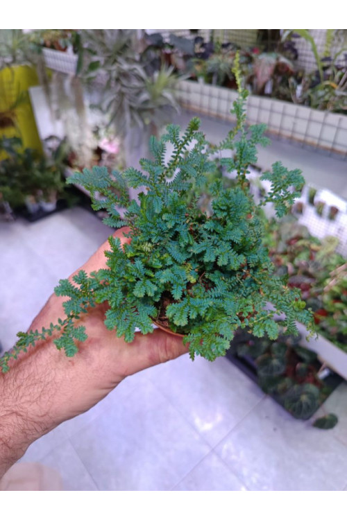Selaginella uncinata