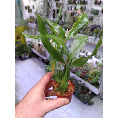Coelogyne fuliginosa