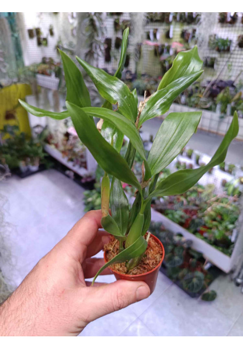 Coelogyne fuliginosa