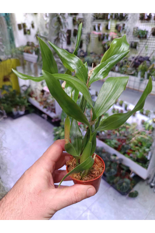 Coelogyne fuliginosa