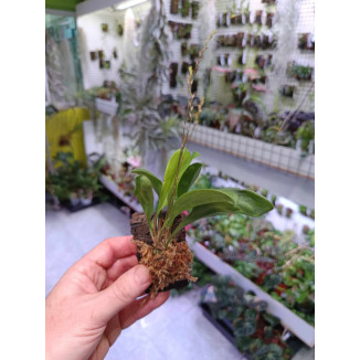 Scaphosepalum verrucosum