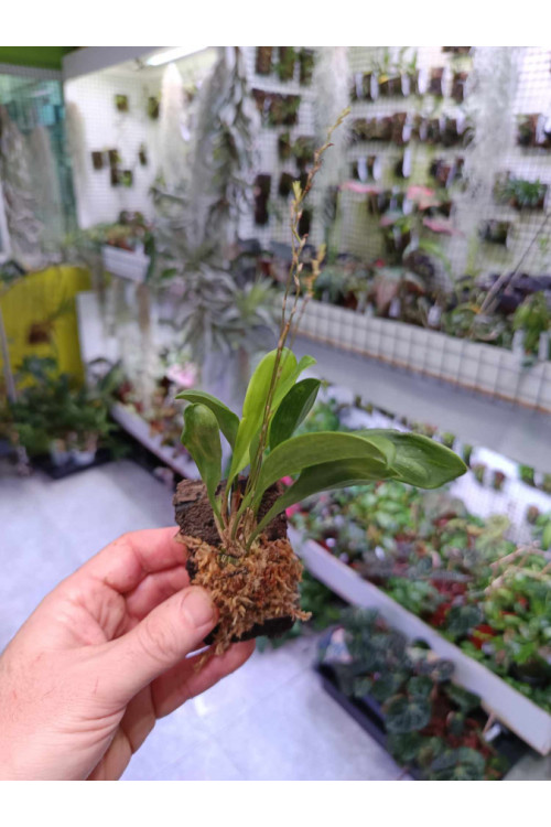 Scaphosepalum verrucosum