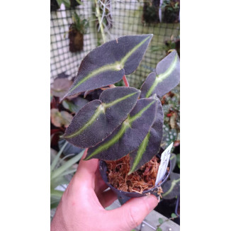 Begonia listada
