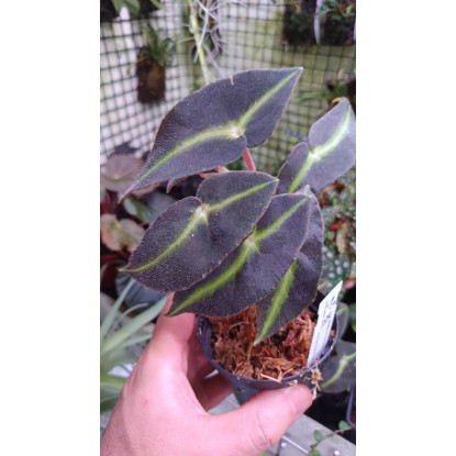 Begonia listada