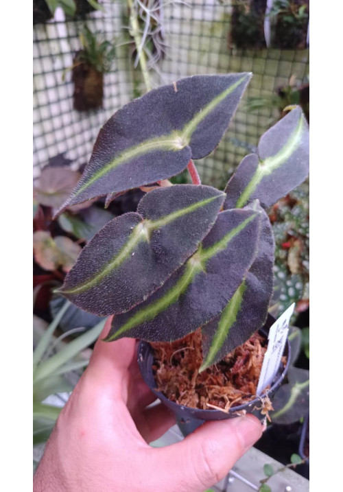 Begonia listada