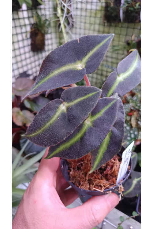 Begonia listada