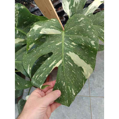Monstera deliciosa Thai Constellation