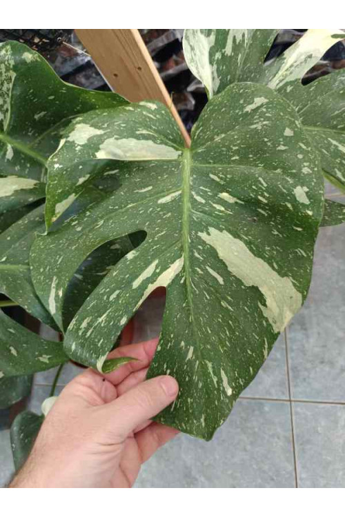 Monstera deliciosa Thai Constellation