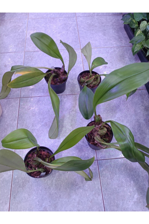 Bulbophyllum graveolens