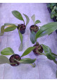 Bulbophyllum graveolens