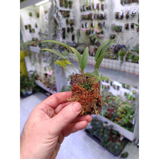 Pleurothallis buthros
