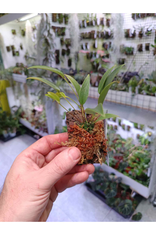 Pleurothallis buthros