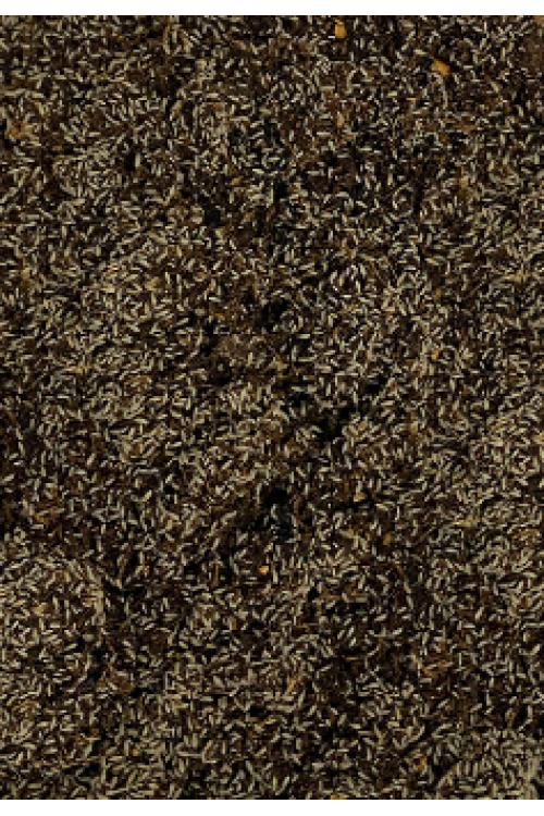 Colémbolos