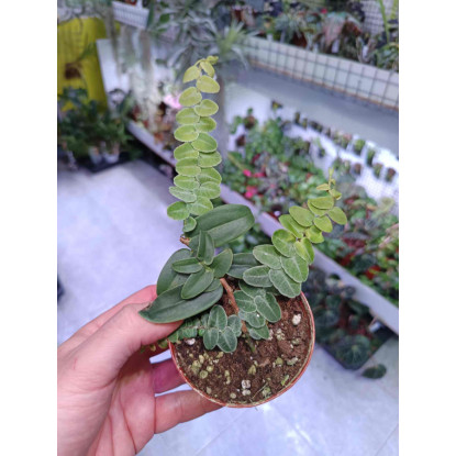 Marcgravia umbellata
