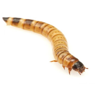 Zophoba