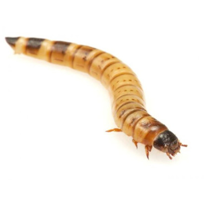 Zophoba