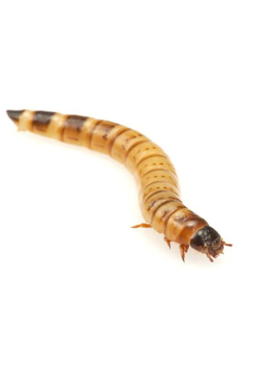 Zophoba