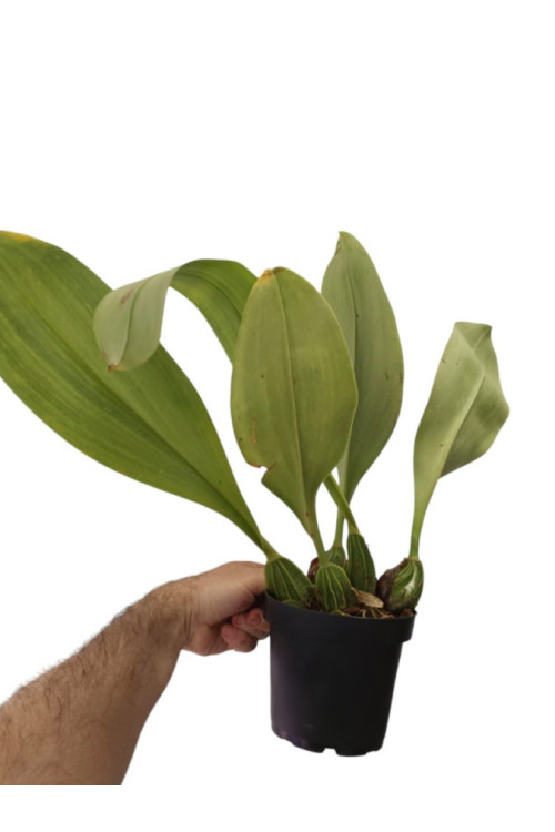 Bulbophyllum graveolens