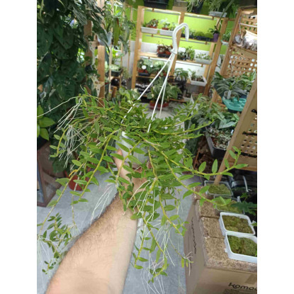 Dendrobium loddigessi XL