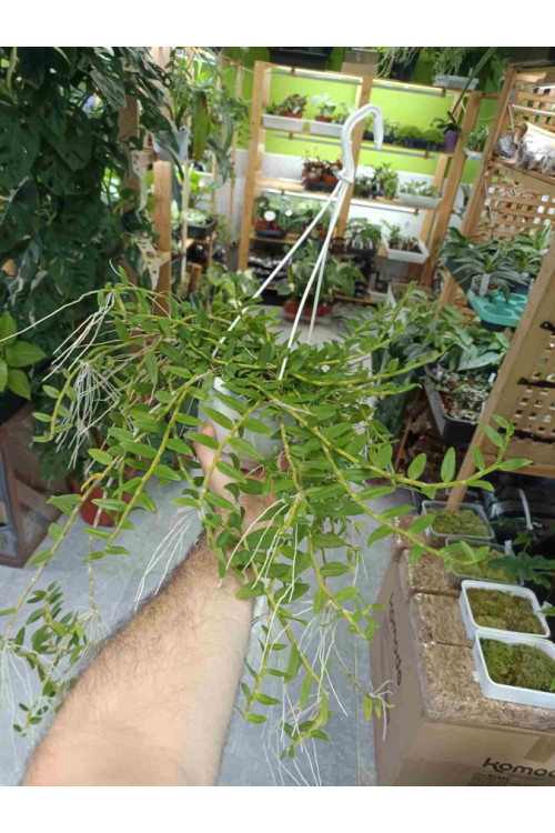 Dendrobium loddigessi XL