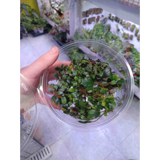 Bucephalandra mix tarrina XL