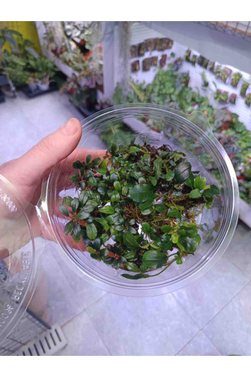 Bucephalandra mix tarrina XL