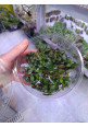 Bucephalandra mix tarrina XL