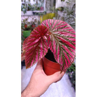 Begonia brevirimosa