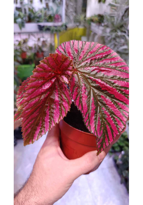 Begonia brevirimosa