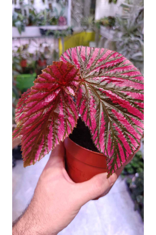 Begonia brevirimosa