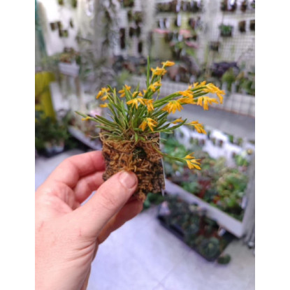 Pleurothallis sonderiana