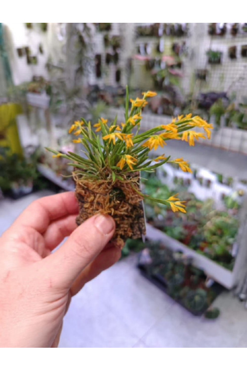 Pleurothallis sonderiana