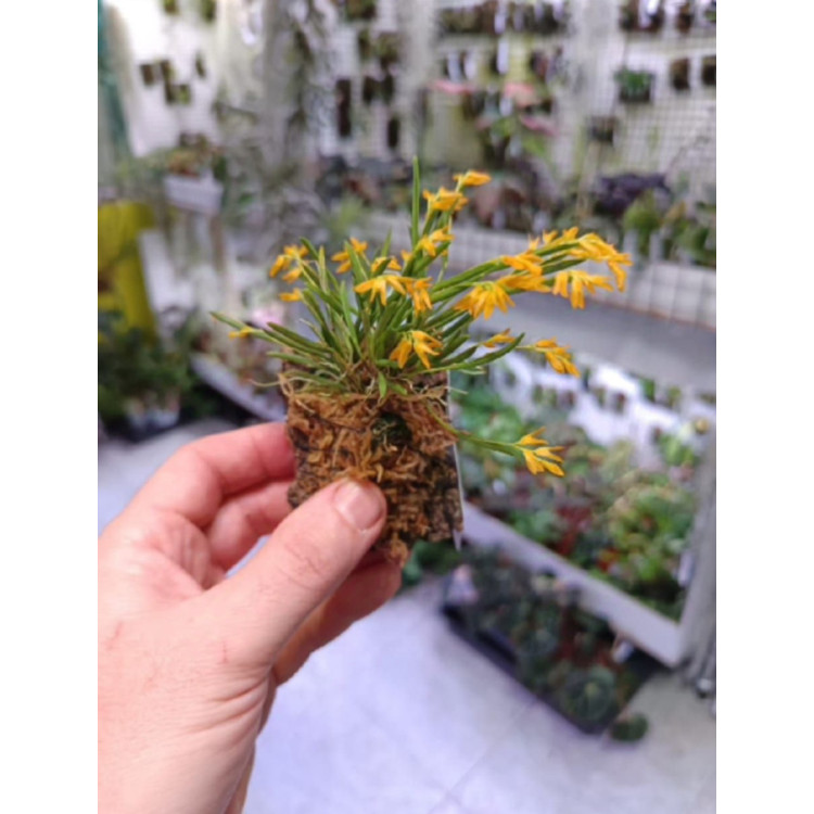 Pleurothallis sonderiana