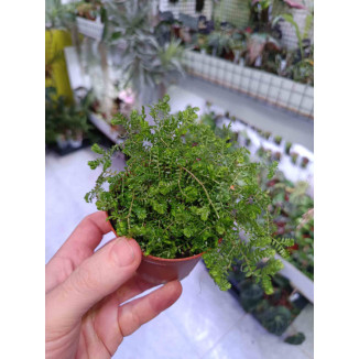 Selaginella kraussiana