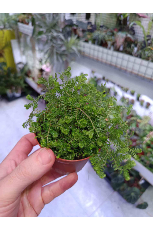 Selaginella kraussiana