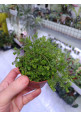 Selaginella kraussiana